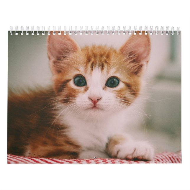 Calendario Gatos Lindos Simple Moderno (Tapa)