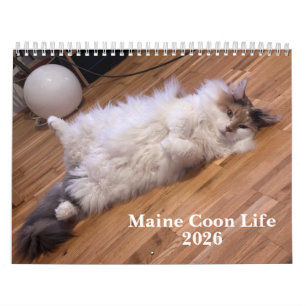 Calendario Gatos Maine Coon   Vida de Maine Coon