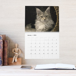 Calendario Gatos Maine Coon Vida de Maine Coon