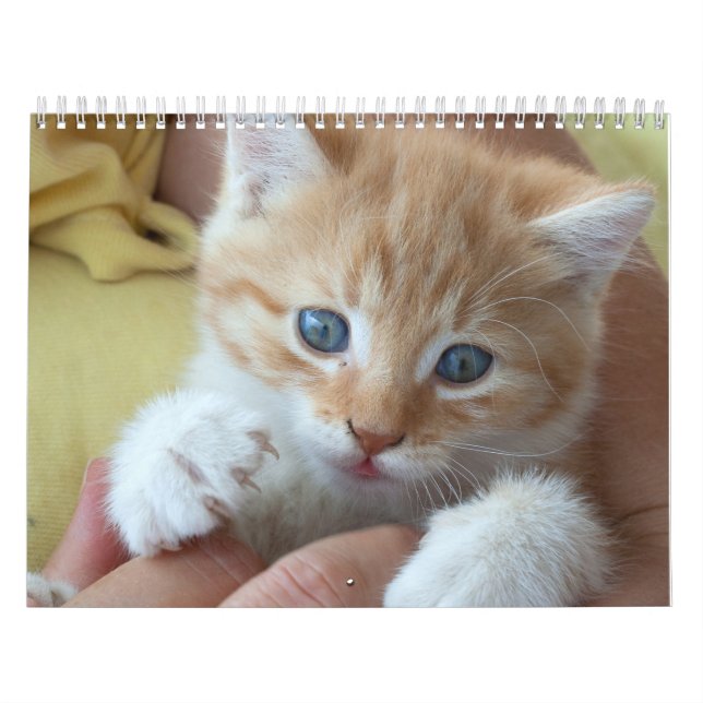 Calendario Gatos Naranjas de 2025 (Tapa)