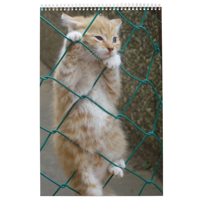 Calendario Gatos Naranjas espléndidos 2023 (Tapa)