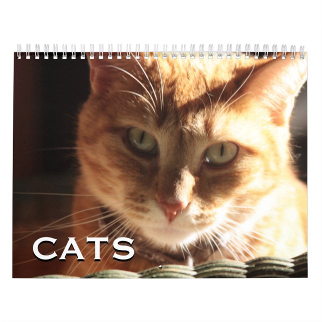Calendario Gatos y gatitos (Tapa)