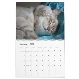 Calendario Gatos y gatitos durmientes bandidos 2020