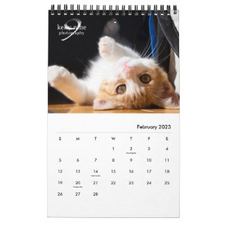 Calendario Gatos y gatitos por Kelly Nine Photography