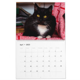 Calendario Gatos y gatos blancos y negros Gato gatito 2020