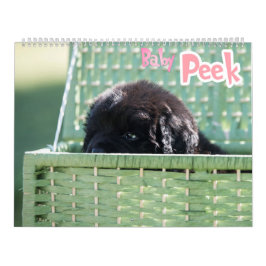 Calendario GCH Notta Bears Pintó Mi Interés