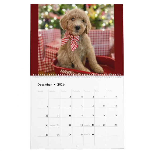 Calendario Goldendoodle Puppy (Dec 2026)