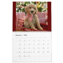 Calendario Goldendoodle Puppy