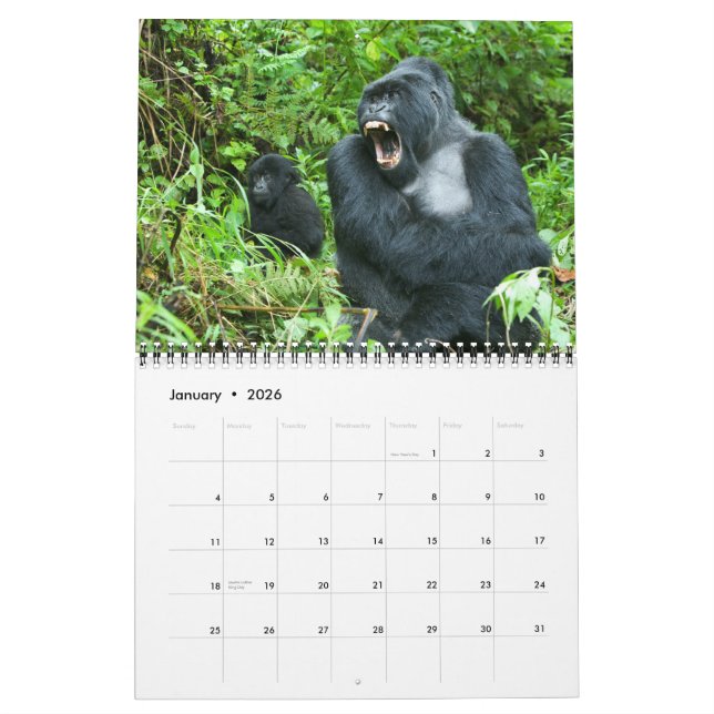 Calendario - gorilas de montaña de Rwanda (Jan 2026)