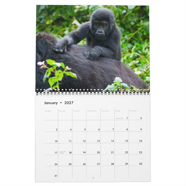 Calendario Gorilas de montaña de Uganda (Jan 2027)
