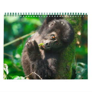 Calendario Gorilas de montaña de Uganda