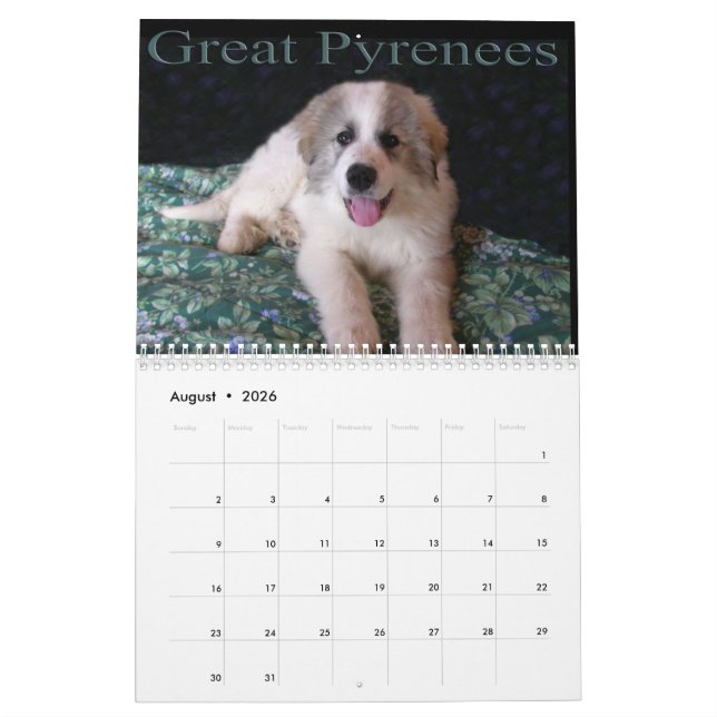 Calendario Great Pyrenees Puppy Calendar (Aug 2026)