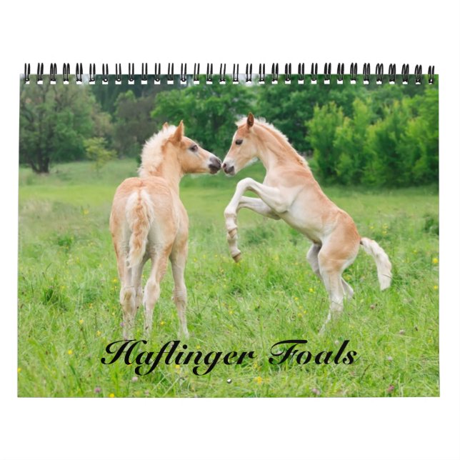 Calendario Haflinger Foals - tamaño mediano (Tapa)