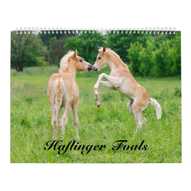 Calendario Haflinger pare el tamaño 2017 grande (Tapa)
