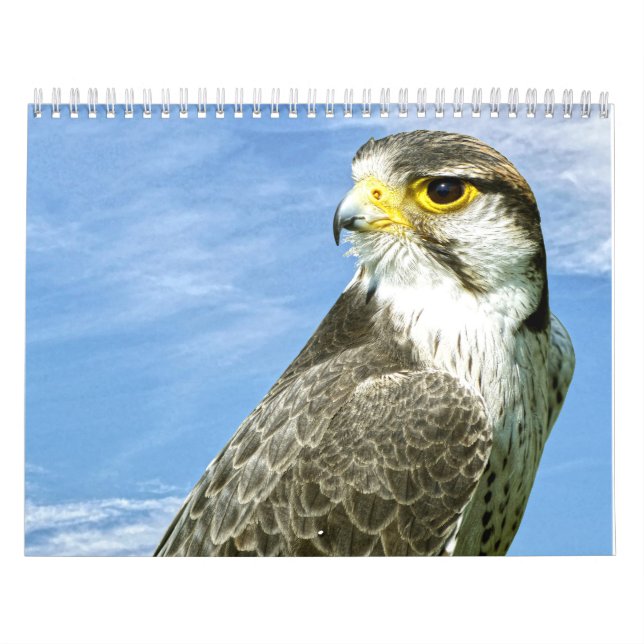 Calendario Halcón de Lanner (Tapa)