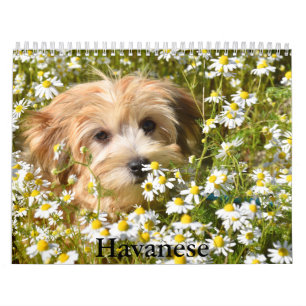 Calendario Havanés