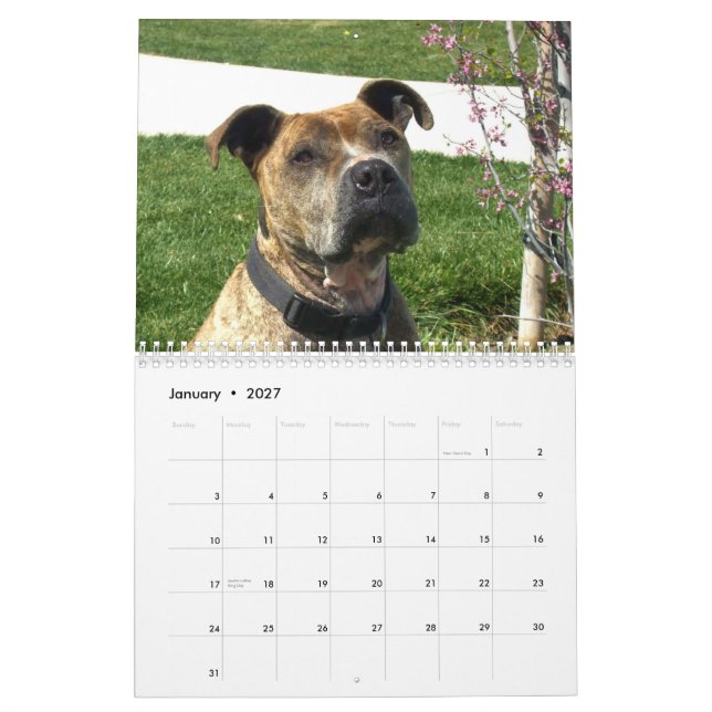 Calendario hermoso del perro de Pitbulls 2013 (Jan 2027)