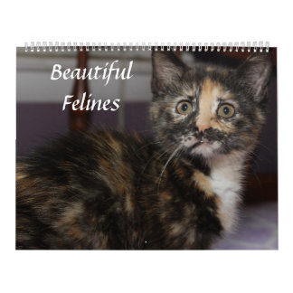 CALENDARIO HERMOSOS FELINES