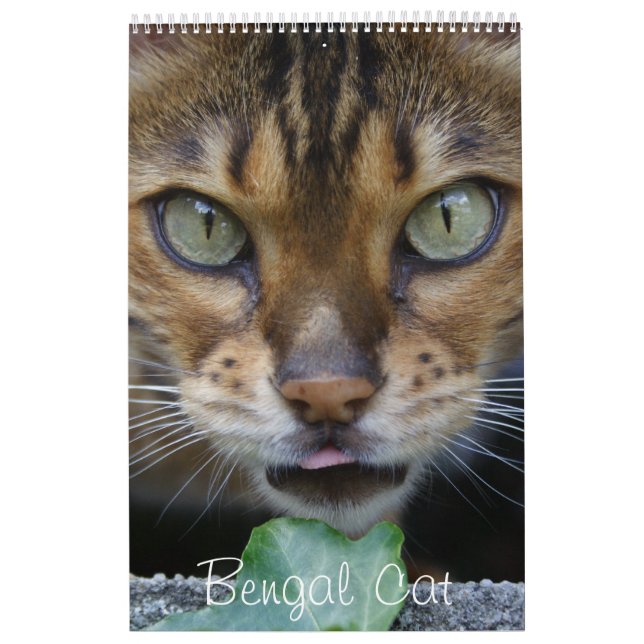 Calendario Hermosos Y Encantadores Gatos Bengalíes 2024 (Tapa)