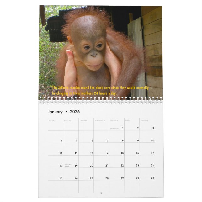 Calendario Huérfanos del orangután (Jan 2026)