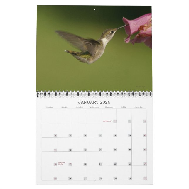 Calendario Hummingbirds - 2010 (Jan 2026)