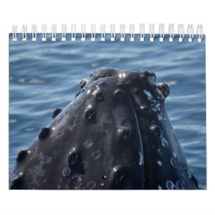 CALENDARIO HUMPBACK WHALE QUEENSLAND AUSTRALIA