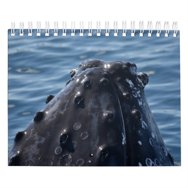 CALENDARIO HUMPBACK WHALE QUEENSLAND AUSTRALIA (Tapa)