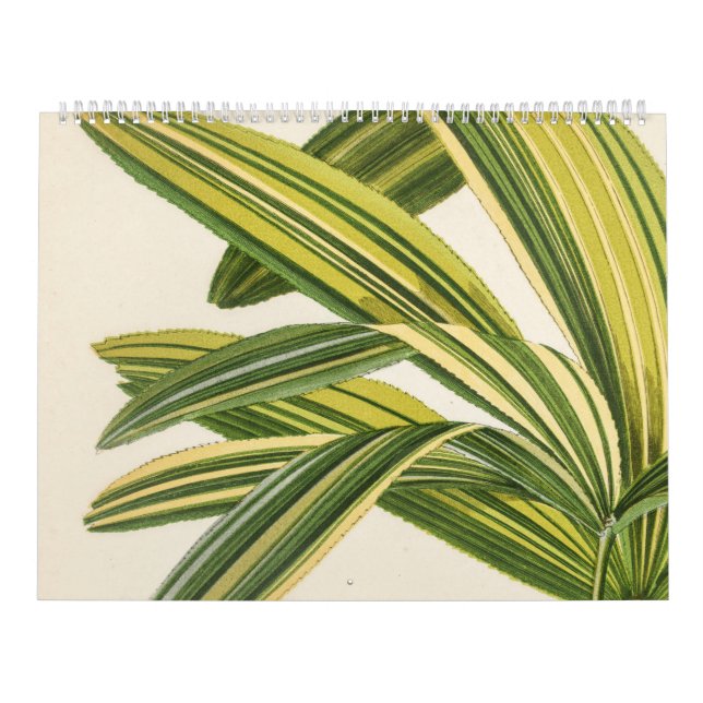 Calendario Ilustracion Raro De Hoja Vintada Botánica (Tapa)