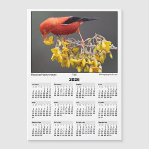 Calendario imán 5x7 de 2026 Iiwi ave hawaiana
