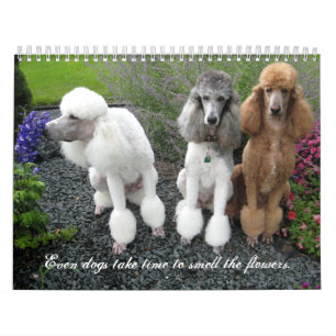 Calendario Incluso los perros tardan tiempo para oler las
