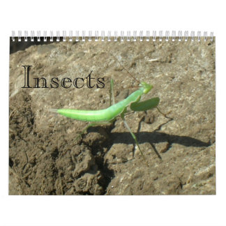 Calendario - Insectos