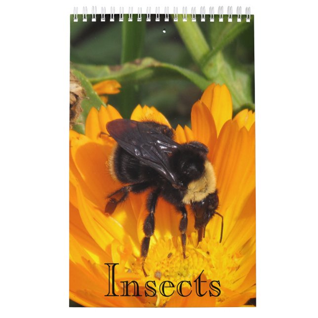 Calendario - Insectos (sgl. pg.) (Tapa)