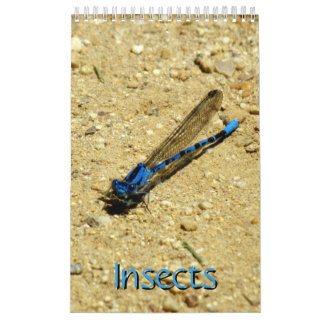 Calendario - Insectos vol.2