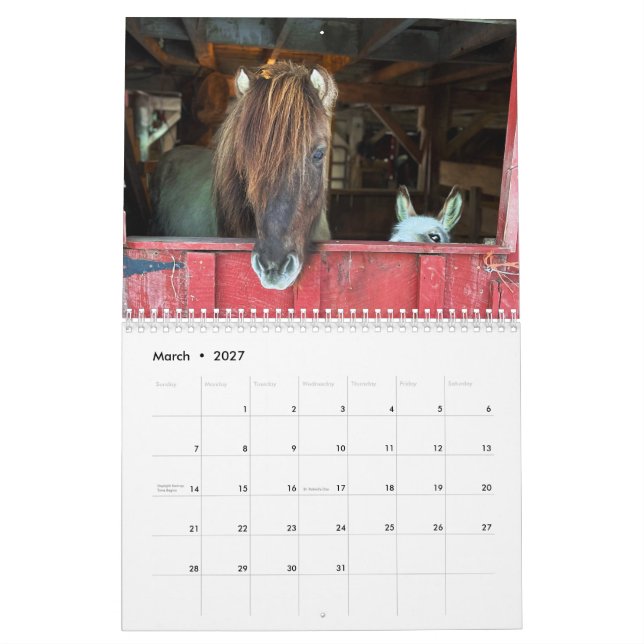 Calendario islandés de caballos y mini burros (Mar 2027)