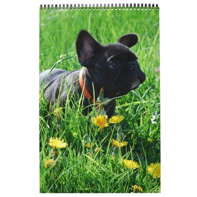 Calendario Kalender französische Bulldogge tolle Fotosammlung (Tapa)