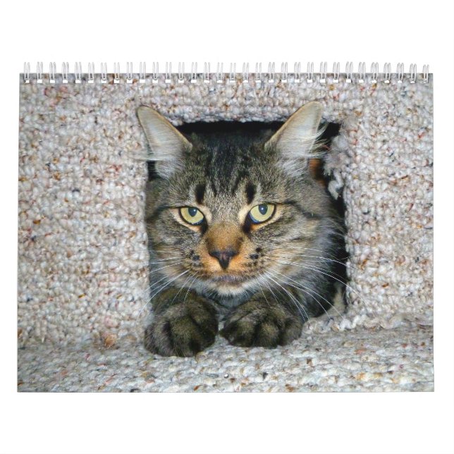 Calendario Kitts (Tapa)