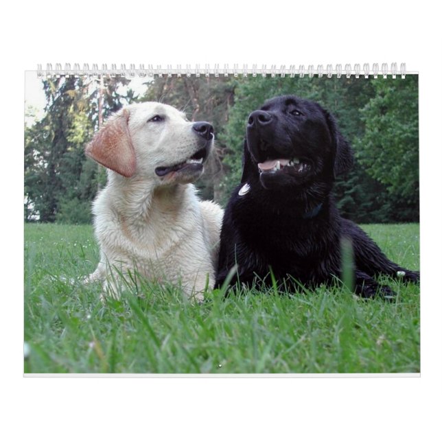 Calendario Labrador Retriever Calender (Tapa)