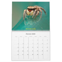 Las arañas de salto más guapas