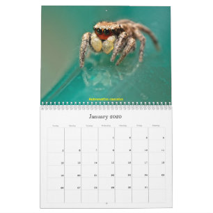 Calendario Las arañas de salto más guapas
