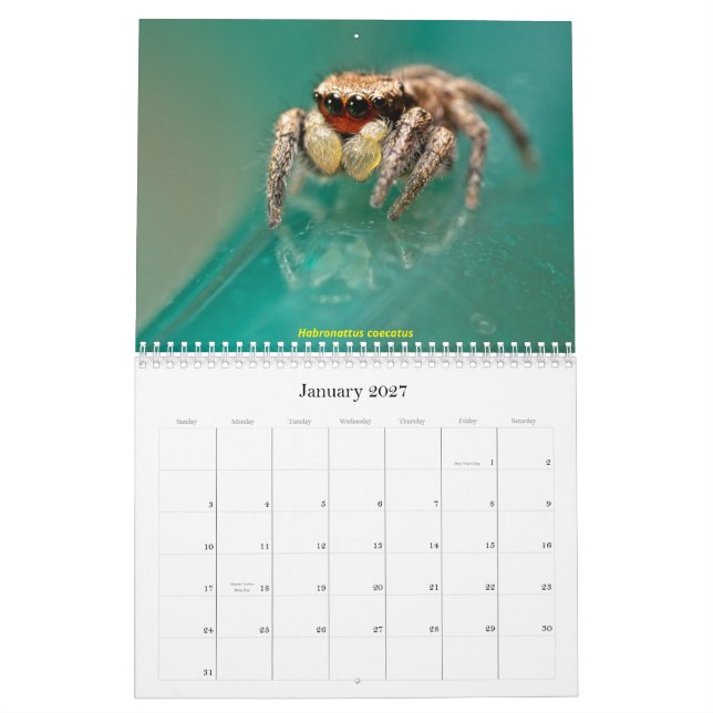 Calendario Las arañas de salto más guapas (Jan 2027)