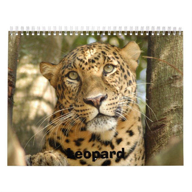 Calendario LeopardCheetaro013, leopardo (Tapa)