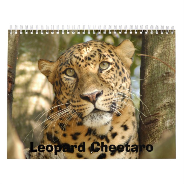 Calendario LeopardCheetaro013, leopardo Cheetaro (Tapa)