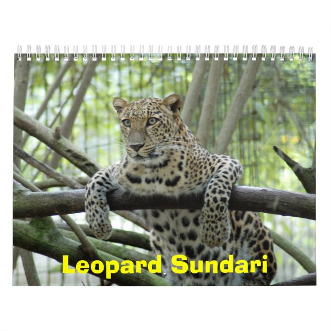 Calendario LeopardSundari_008, leopardo Sundari (Tapa)