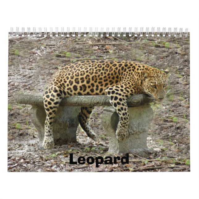 Calendario LeopardSundari_010, leopardo (Tapa)