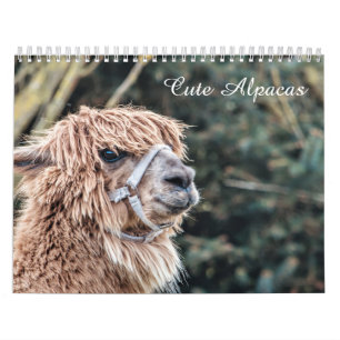 Calendario lindo de la alpaca completamente