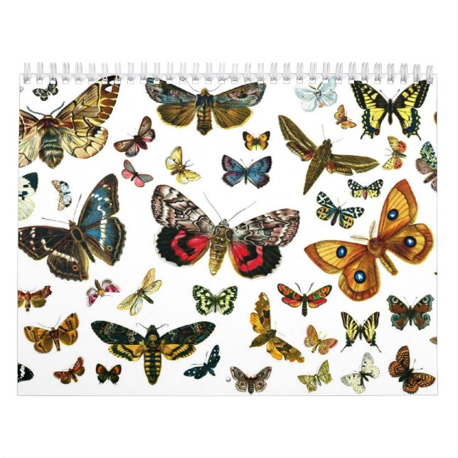 Calendario Litografías de mariposa y mariposa (Tapa)