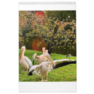 Calendario London Pelicans of St James's Park