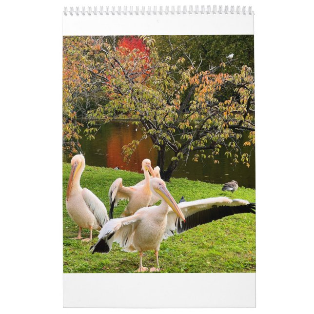 Calendario London Pelicans of St James's Park (Tapa)