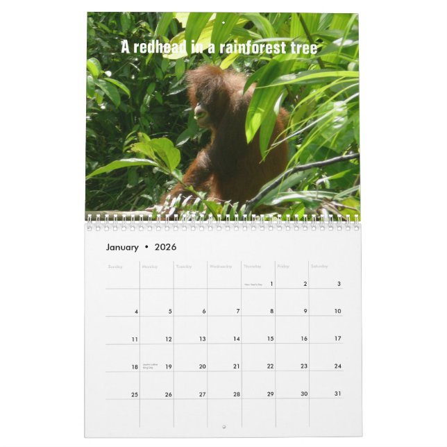 Calendario Los doce días de navidad por los orangutanes (Jan 2026)