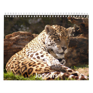 Calendario Los jaguares hacen calendarios, los jaguares